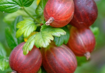 Karusmari ‘Kamieniar’ (Ribes uva-crispa L.)