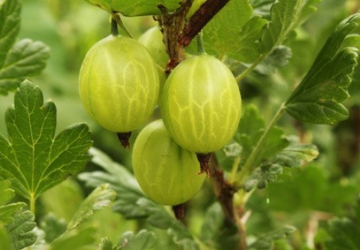Karusmari ‘Mucurines’ (Ribes uva-crispa L.)