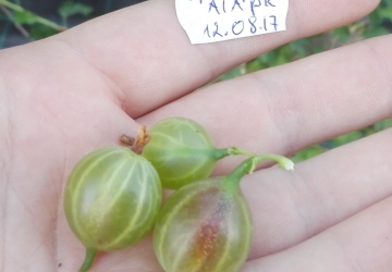 Karusmari ‘Spinefree’ (Ribes uva-crispa L.)