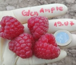 Harilik vaarikas ‘Glen Ample’ (Rubus idaeus)