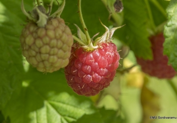 Harilik vaarikas 'Aita' (Rubus idaeus)