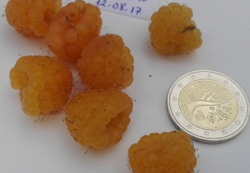 Harilik vaarikas 'Golden Queen' (Rubus idaeus)