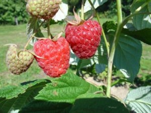 Harilik vaarikas ‘Norna’ (Rubus idaeus)