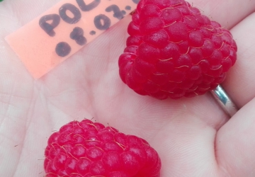Harilik vaarikas ‘Polka’ (Rubus idaeus)