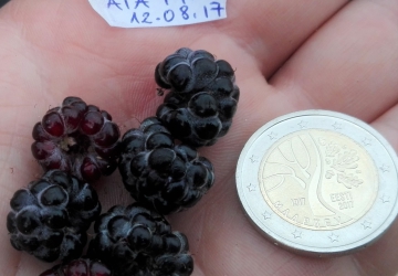 Lääne vaarikas Bristol (Rubus occidentalis)