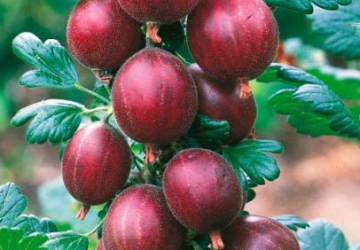 Karusmari ‘Salut’ (Ribes uva-crispa L.)