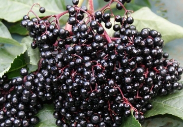 Must leeder 'Sampo' (Sambucus nigra)