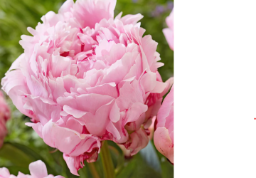 'Sarah Bernhardt Unique'(Paeonia Lactiflora)