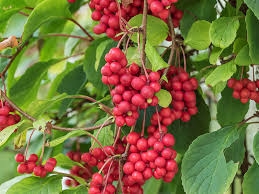 Hiina sidrunväändik 'Sadova no 1' (Schisandra chinensis)