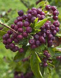 Petlik pihlaroonia ‘Likjornaja’ (Sorbaronia fallax)