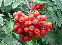 Pihlakas ‘Alaja Krupnaja’ (Sorbus aucuparia)