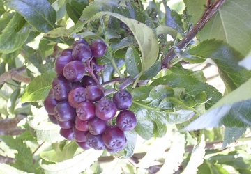 Pihlakas 'Burca' (Sorbus aucuparia)
