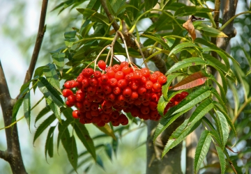 Sahhalini pihlakas 'Dodong' (Sorbus commixta)