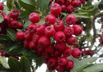 Pihlakas ‘Granatnaja’ (Sorbus aucuparia)