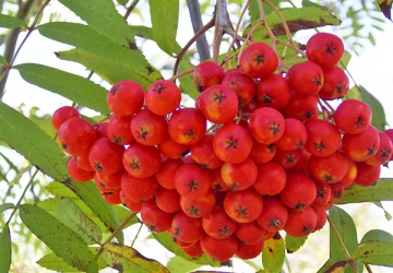 Pihlakas 'Moravica' (Sorbus aucuparia)