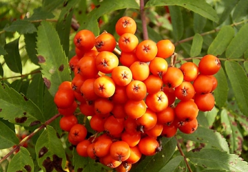 Pihlakas 'Sacharnaja' (Sorbus aucuparia)