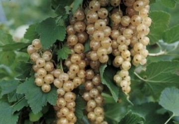 Valge sõstar 'Victoria' (Ribes rubrum L.)