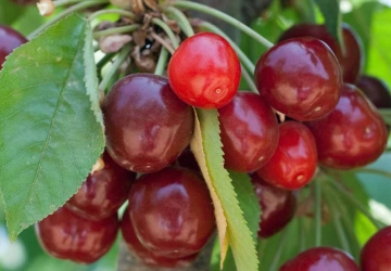 Maguskirsipuu ‘Udivitelnaja’ (Prunus avium)