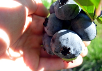 Kännasmustikas ‘Chandler’ (Vaccinium corymbosum)