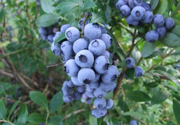 Kännasmustikas ‘Duke’ (Vaccinium corymbosum)