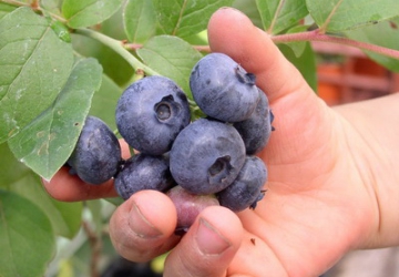 Kännasmustikas ‘Patriot’ (Vaccinium corymbosum)