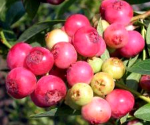 Hübriid mustikas ‘Pink Lemonade’ (Vaccinium ashei x Vaccinium corymbosum)