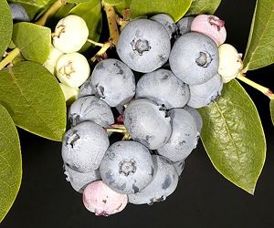 Kännasmustikas ‘Toro’ (Vaccinium corymbosum)