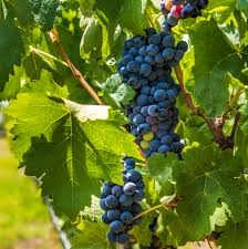 Viinapuu `Leon Millot` (Vitis)