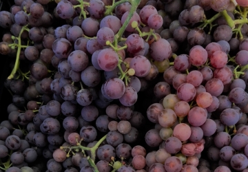Viinapuu 'Somerset Seedless' (Vitis)