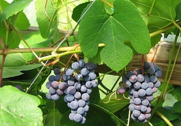 Viinapuu 'Zilga' (Vitis)