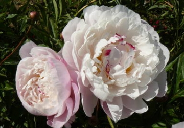 'Vogue'(Paeonia Lactiflora)